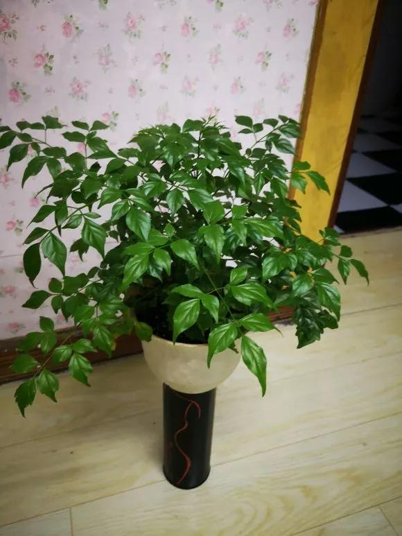 栀子花月季花叶子发黄有黑斑点,茉莉栀子花叶子发黄怎么办