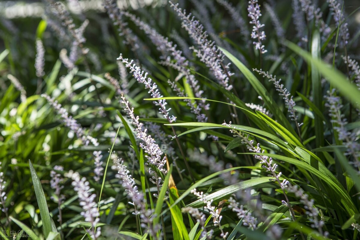 100种常见园林图鉴,列举20类不同的园林花卉