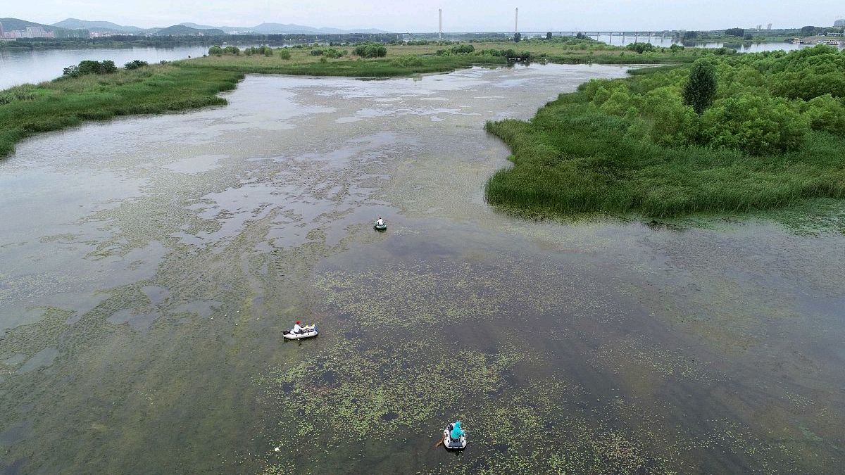 春季水草钩怎样夜钓,河里水草多钓鱼技巧