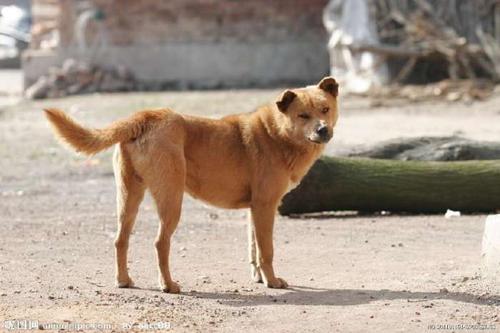 两个月大的土狗,俩个月大的土狗