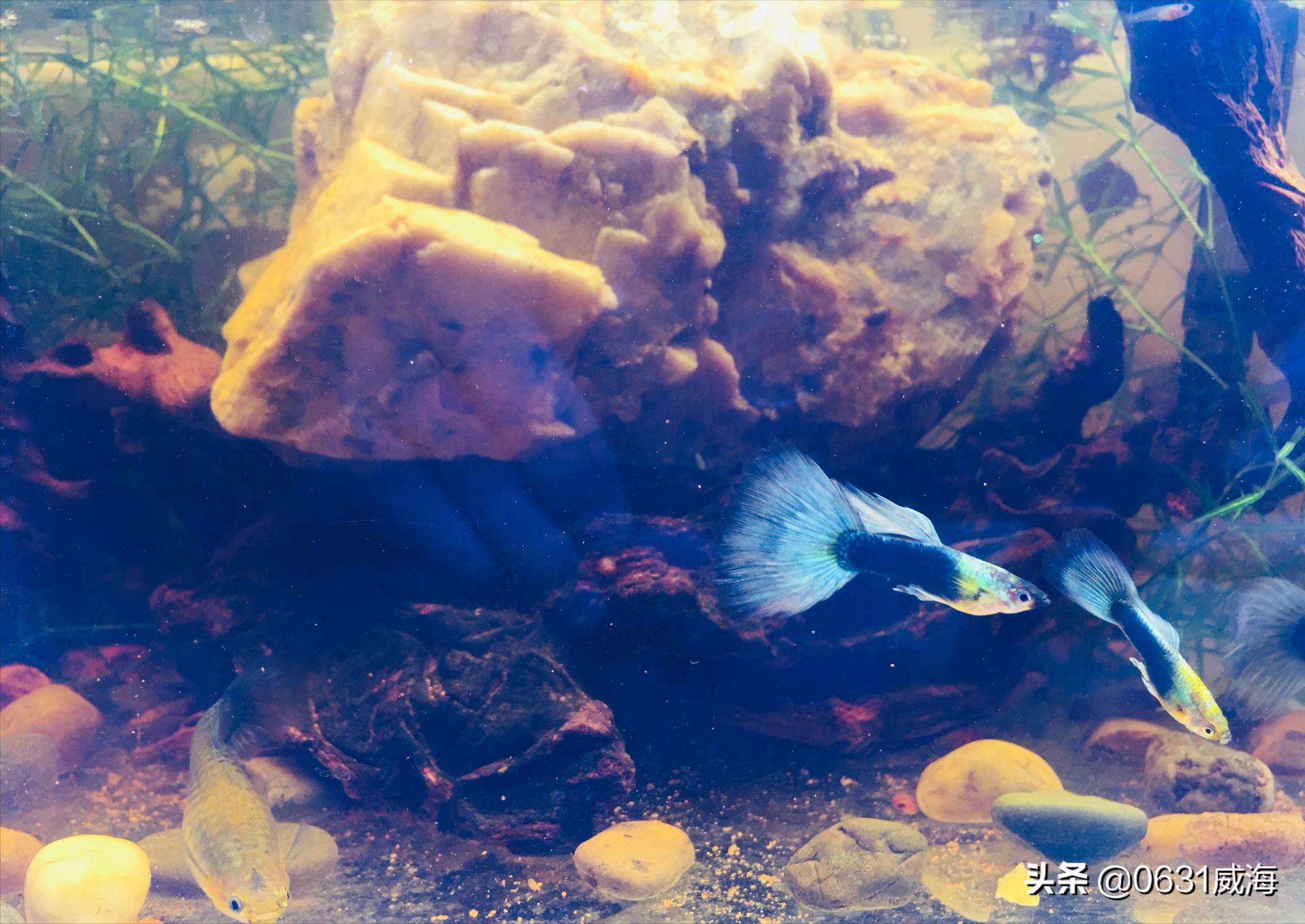 孔雀鱼怎么预防大鱼吃小鱼,孔雀鱼繁殖吃什么