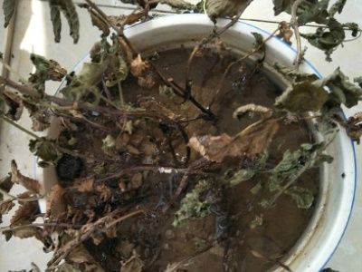 薄荷秋天枯萎了怎么办,盆栽薄荷为什么会枯萎