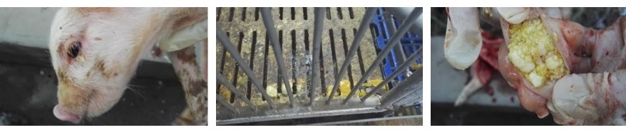 猪只出现呕吐现象，很担心是非洲猪瘟，难道中招了？