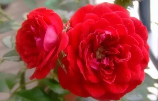 每天学习一点点——100种玫瑰品种科普