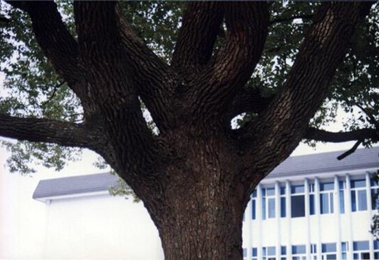 常熟记忆之：雪松之下——校友眼中“省中”的前世今生