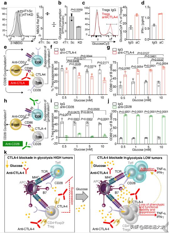 乳酸，肿瘤“贿赂”Treg的“代谢货币”