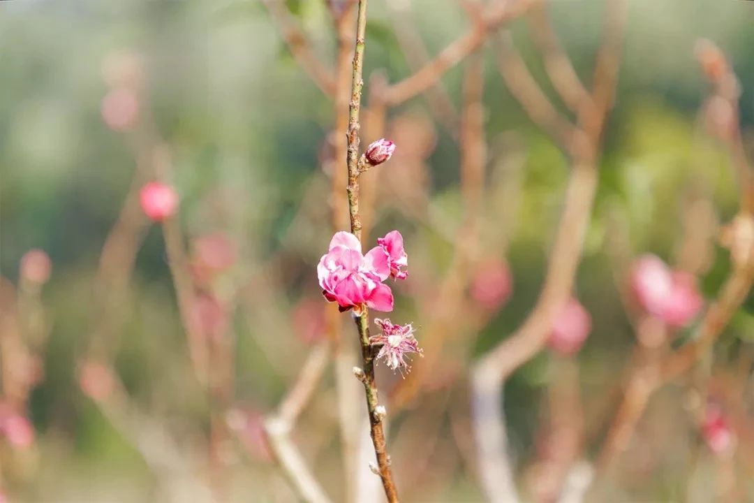 深圳周末浪漫好去处,深圳浪漫约会地点十个景点