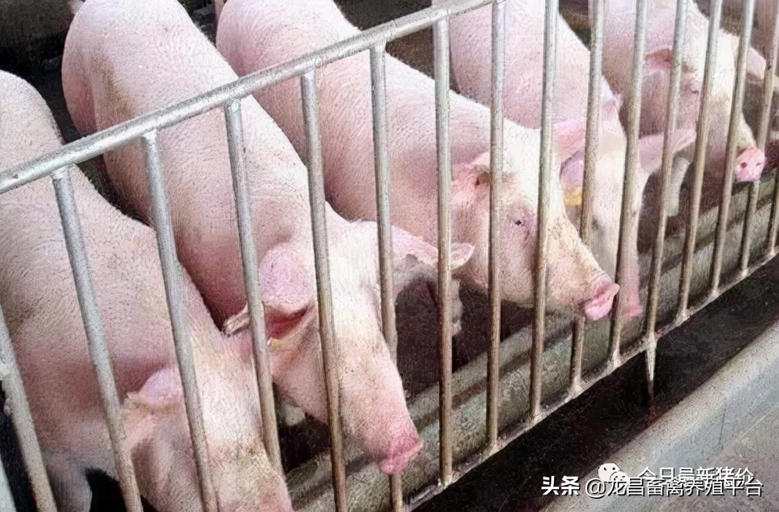哺乳仔猪教槽太困难？学会这几招，保管有用