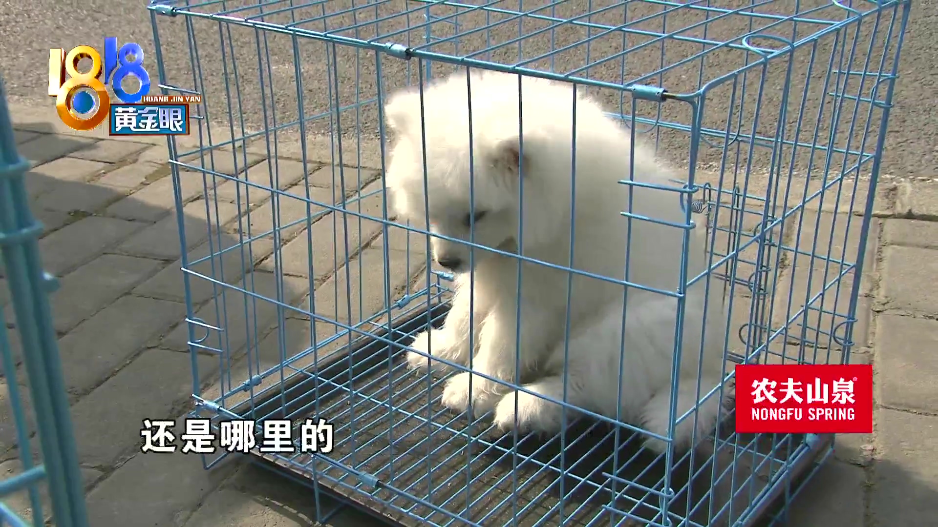 刚买10天不到的小狗被炖了,买来三天小狗就腿站不直了