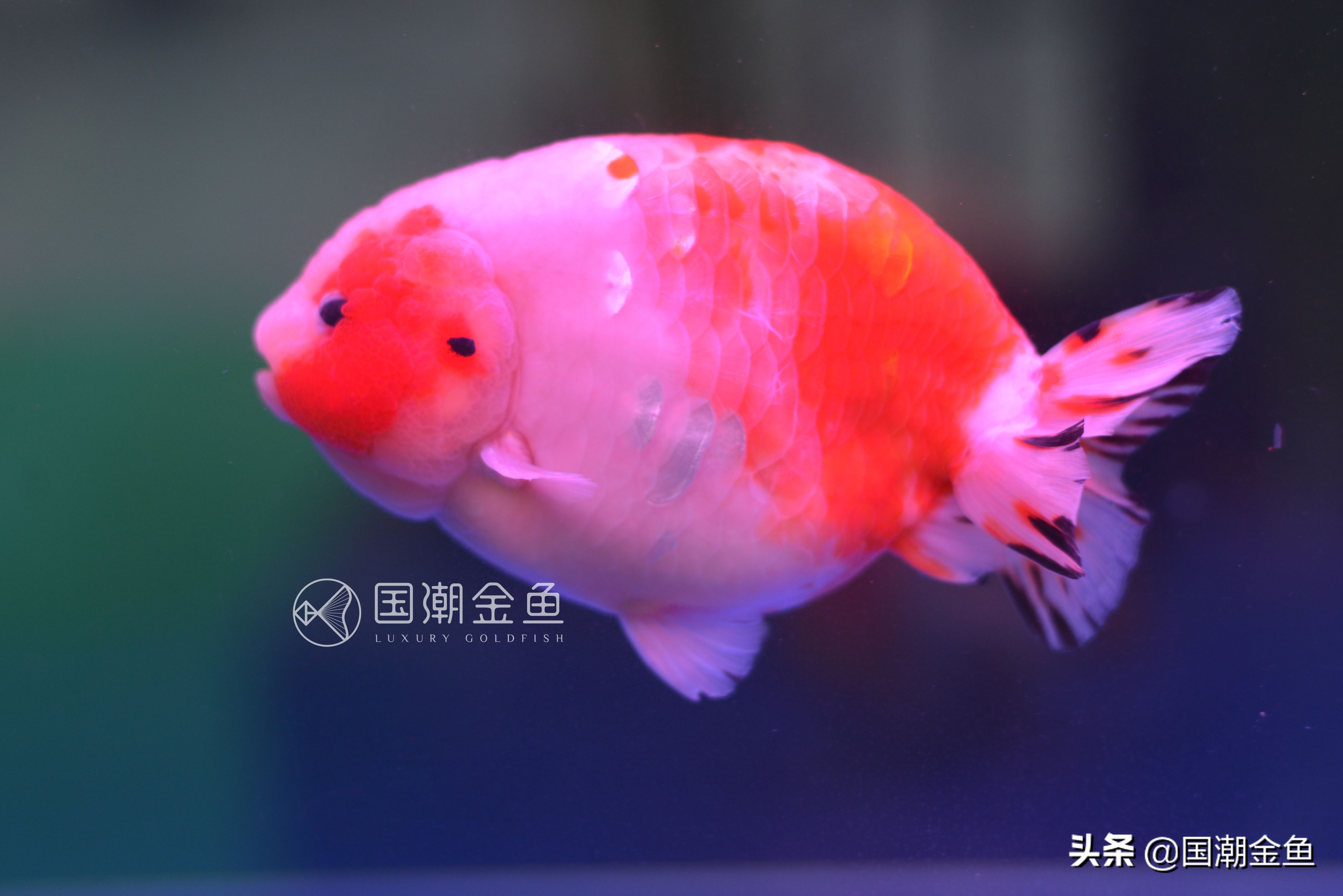 鱼病烂鳃用什么药,鱼病烂鳃是怎么样的