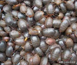 土元养殖的骗局,土元养殖场建造