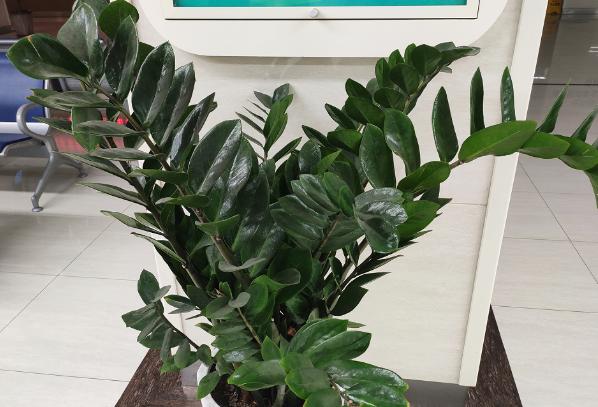 养金钱树做好5点，植株不停窜新芽，金钱叶一串串，油绿又繁茂