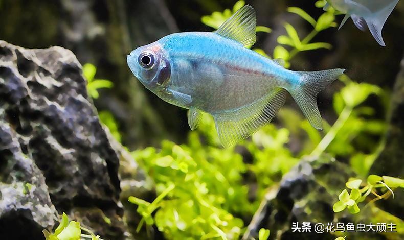 娉ㄦ剰浜嗗缓璁仠姝㈠悆杩欏叚绉嶉奔,娉ㄦ剰浜嗚繖9绉嶉奔浣犵粷瀵逛笉鑳藉悆