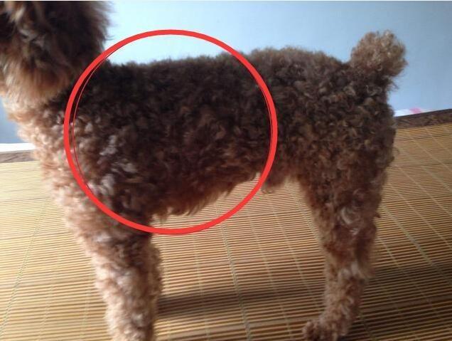 泰迪犬怎么样才能看出纯不纯呢,纯种泰迪犬有什么特征图片