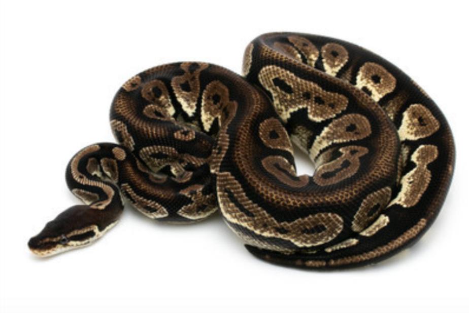 节食饮食不规律危害,蟒蛇是怎样消化食物