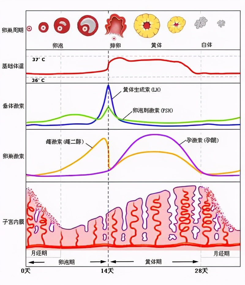 试管移植14天绒毛激素2.3,试管移植前打生长激素有什么作用