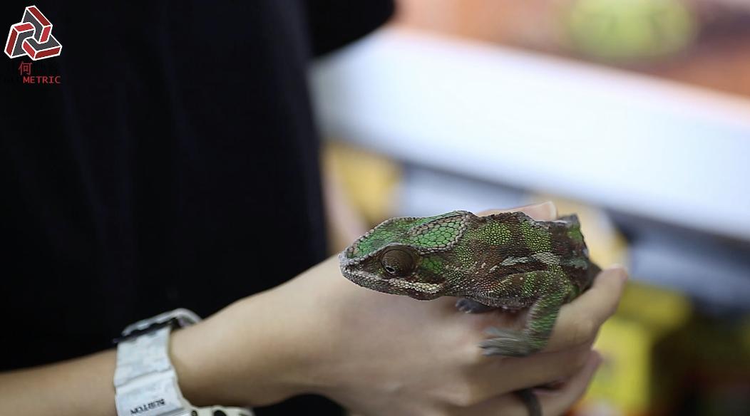香港90后成为异宠兽医，希望天下爬虫类都健康成长