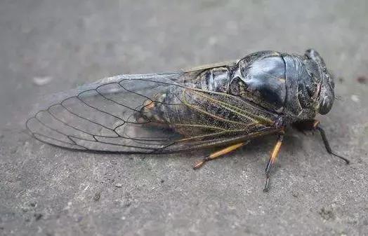 知了和蚱蝉是一种动物吗,知了和蚱蝉有什么区别