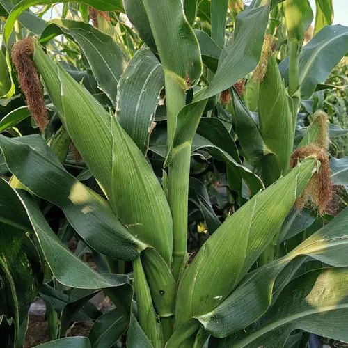 派乐优选丨夏天减肥还节什么食，多吃点玉米不好吗？