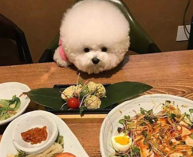 比熊类狗狗可以吃的水果有哪些,比熊犬能吃的水果清单