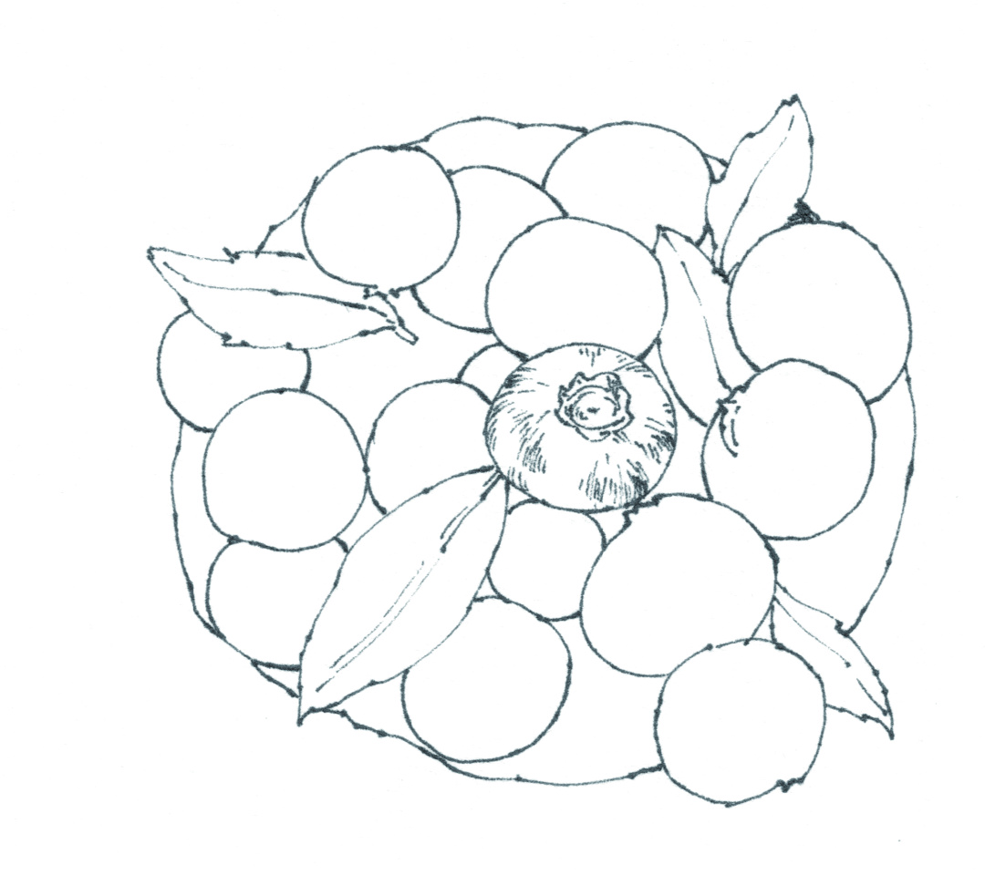 蓝莓味的章鱼小丸子,草莓章鱼小丸子口味