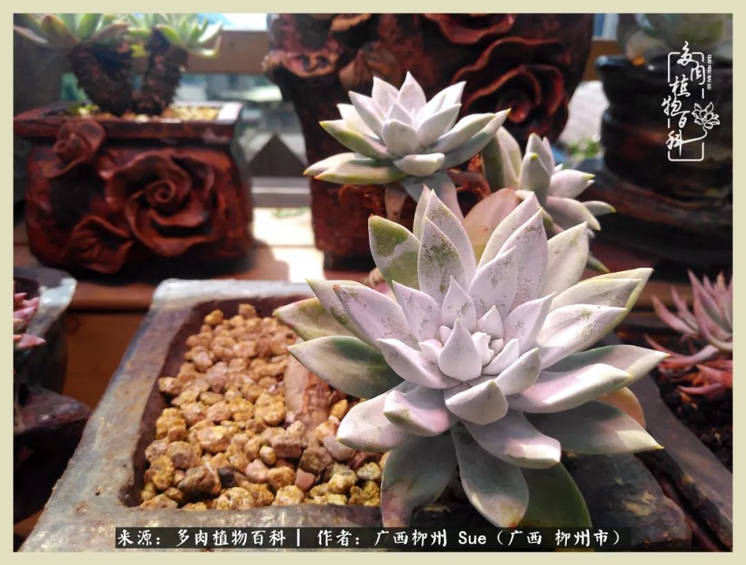 艳阳高照凉爽贵州，我要勤快地捕捉美好！（二）