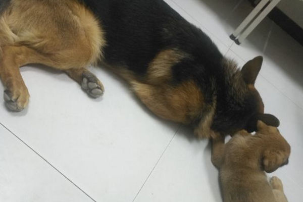 养德牧的乐趣是什么,养德牧是种什么体验德国牧羊犬