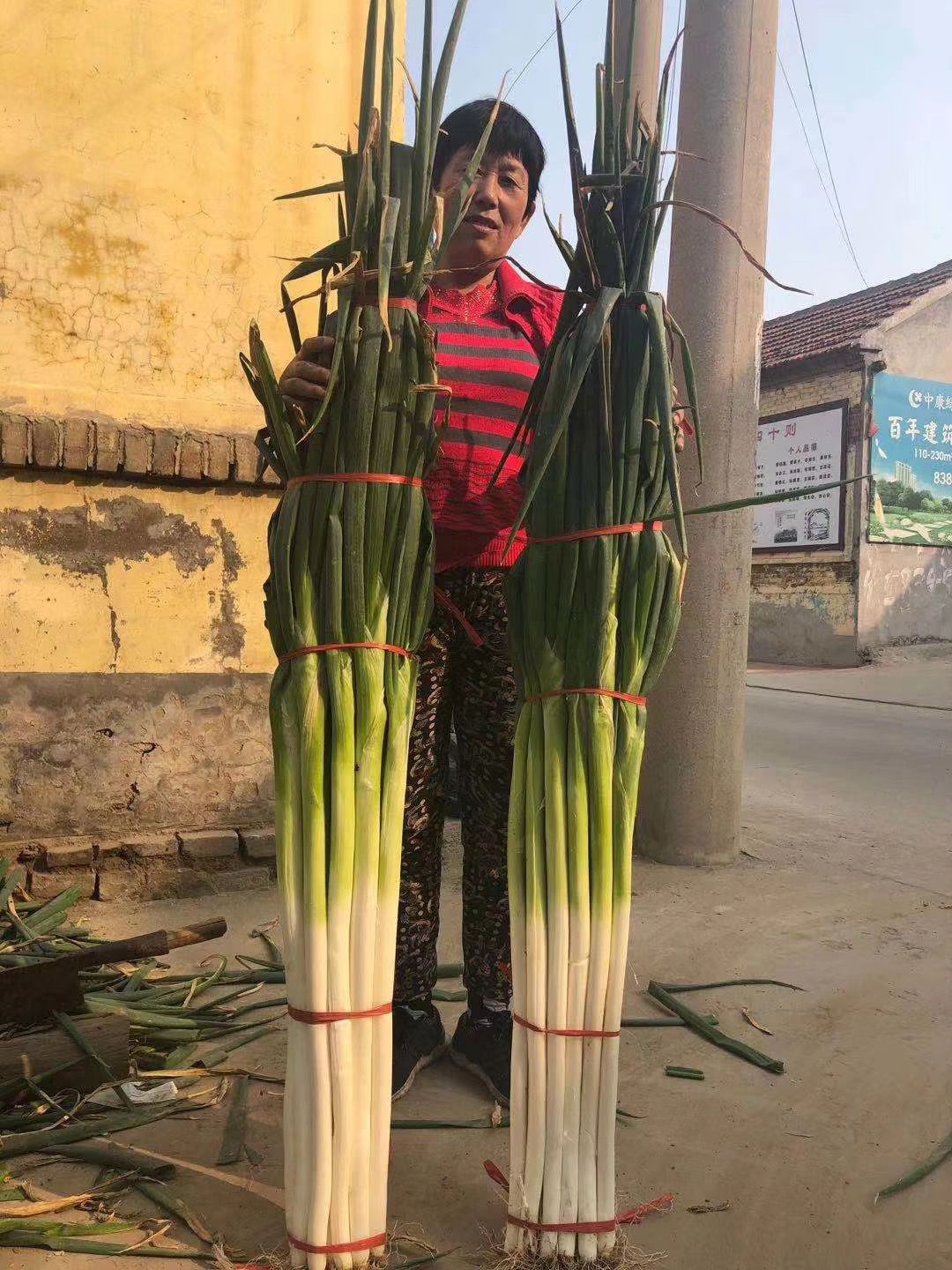 青岛平度大葱最近价格多少钱每斤,大葱价格2017.11.8