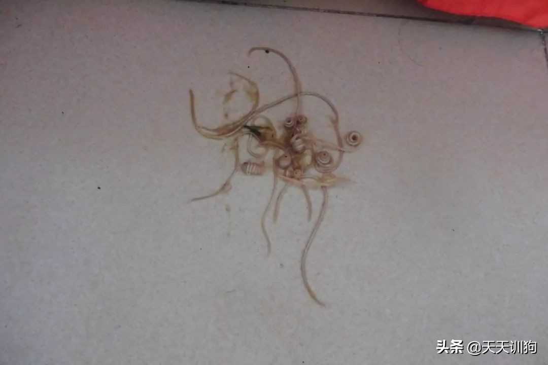 狗狗有虫子的症状表现,狗狗肚子里有虫子会有哪些表现