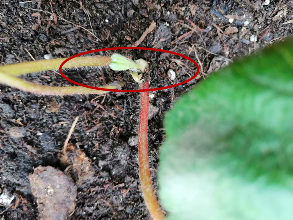 草莓走茎一直不剪,草莓植株剪了还能长