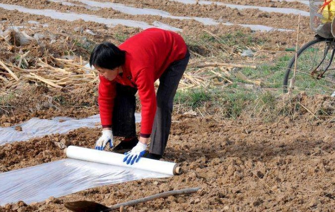 水稻育秧阶段问题及解决方案,水稻育苗稀了怎么办