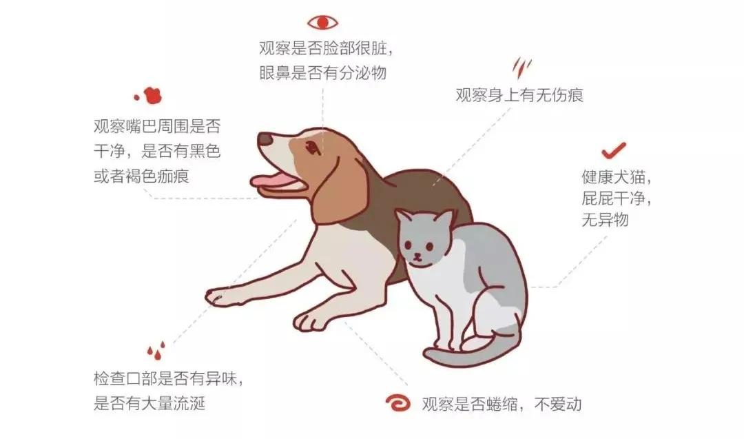 遇到流浪猫该如何科学救助？这篇救助手册里全有了