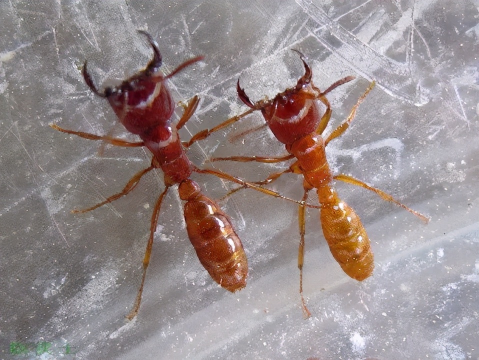 农田地下害虫怎么处理,病虫害防治地上地下害虫通通搞定