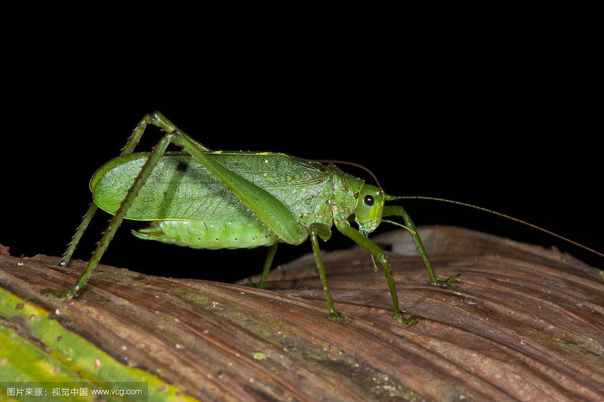 中药材叫姑姑（纺织娘）