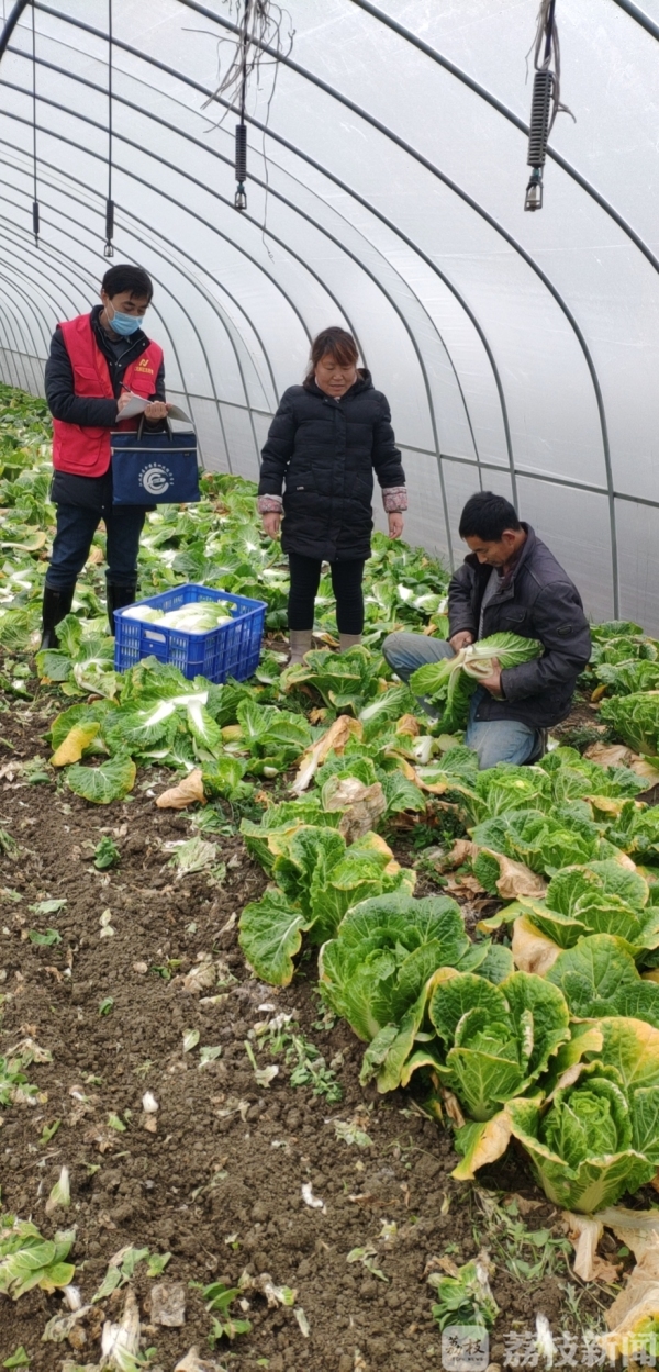 蔬菜卖不掉,蔬菜店卖不掉的蔬菜怎么办