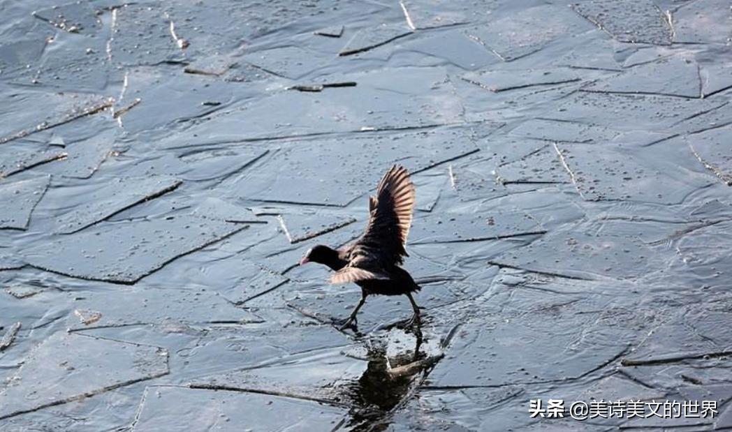 一首流传2000多年的牛诗，读了开头想放弃，读到最后打心底服气了