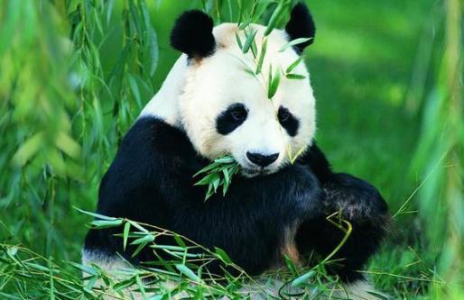 蚩尤熊猫卖萌,战神蚩尤的坐骑是什么