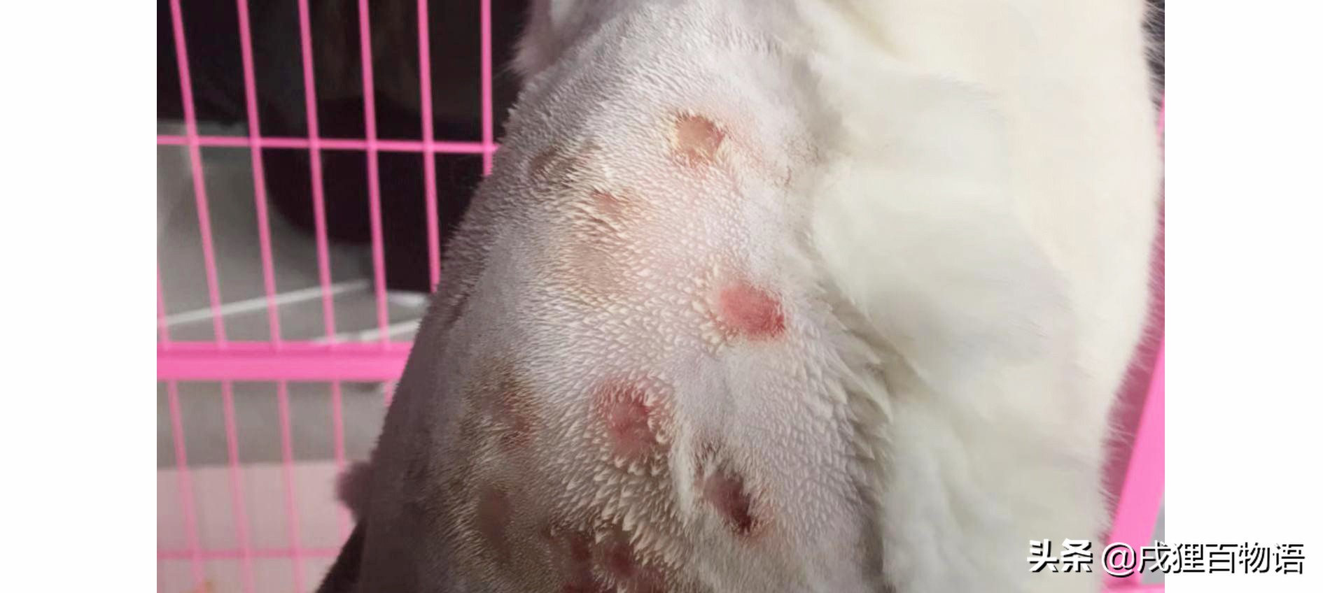 猫癣为什么一直不结痂,得了猫癣人得了猫癣怎么办