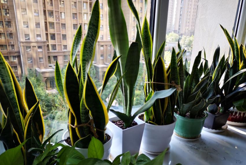 扦插最好成活的十种植物,扦插繁殖的植物有哪些