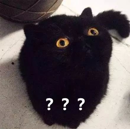 如果猫不快乐那么猫有九条命,猫有九条命那么什么情况下猫会死