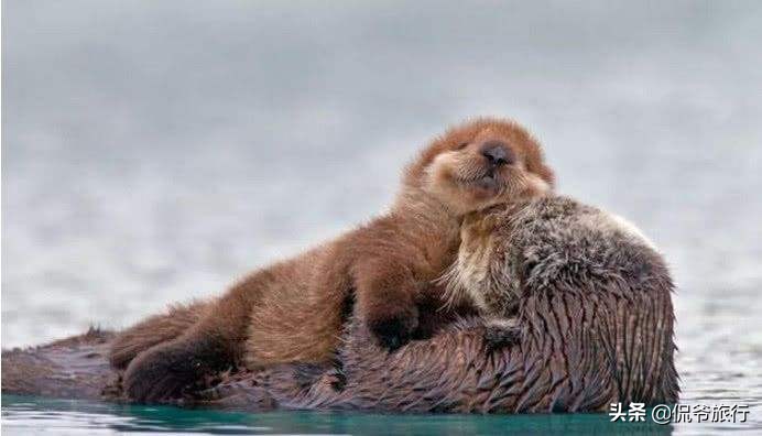 最会吃的动物,最会吃螃蟹的动物