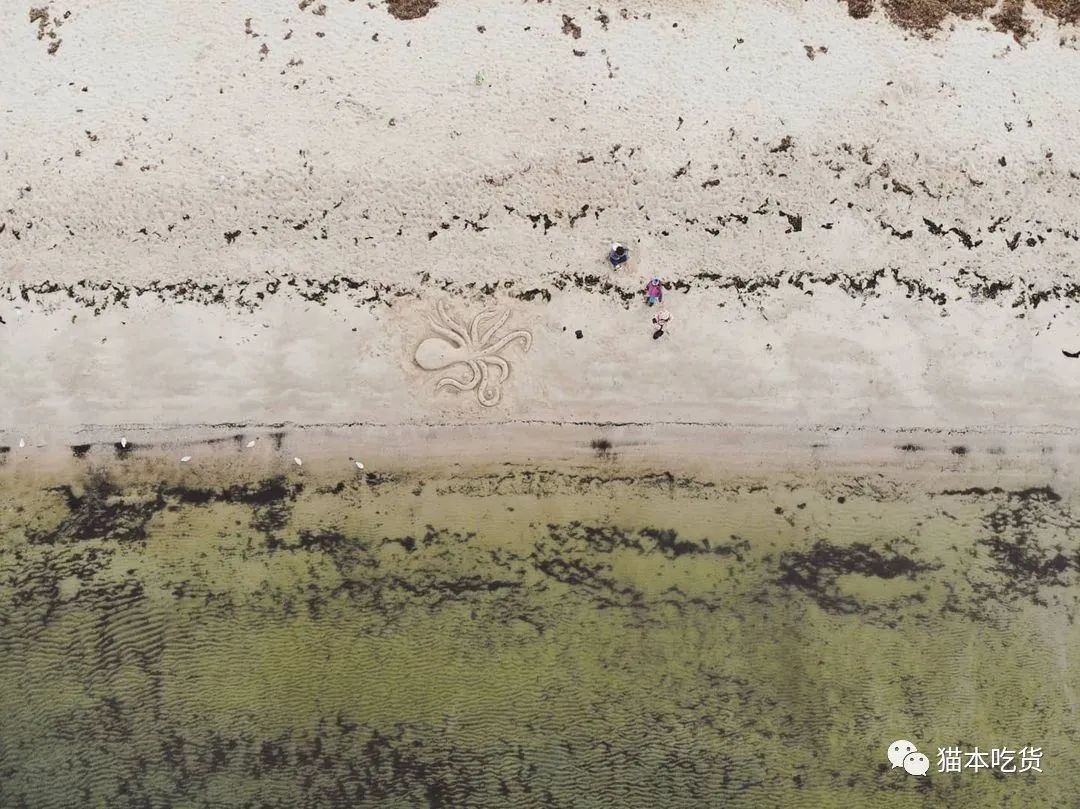 墨尔本两只相互依偎的企鹅,澳大利亚墨尔本看企鹅