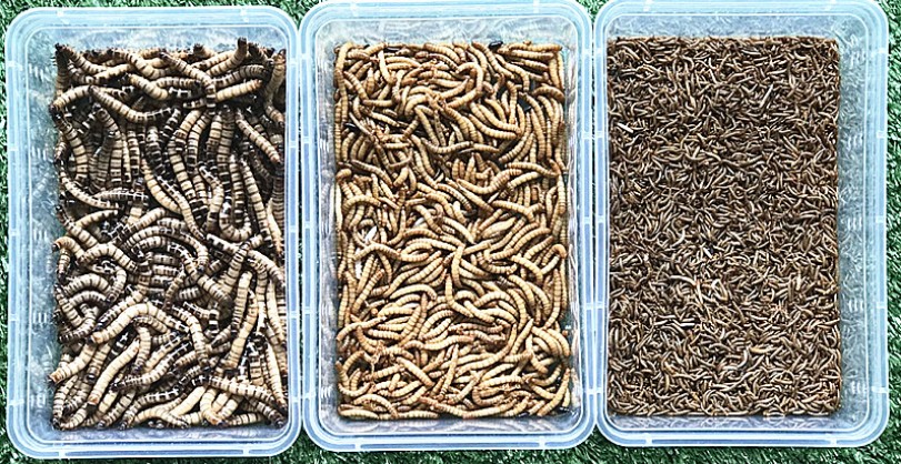 捕鸟蛛饲养条件,捕鸟蛛饲养事项