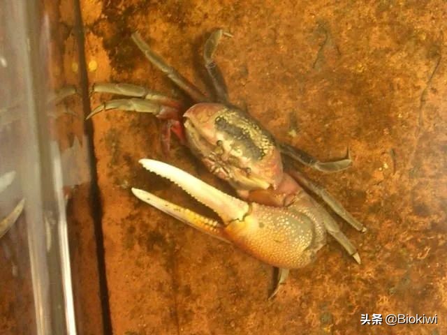 招财猫是是左撇子还是右撇子？