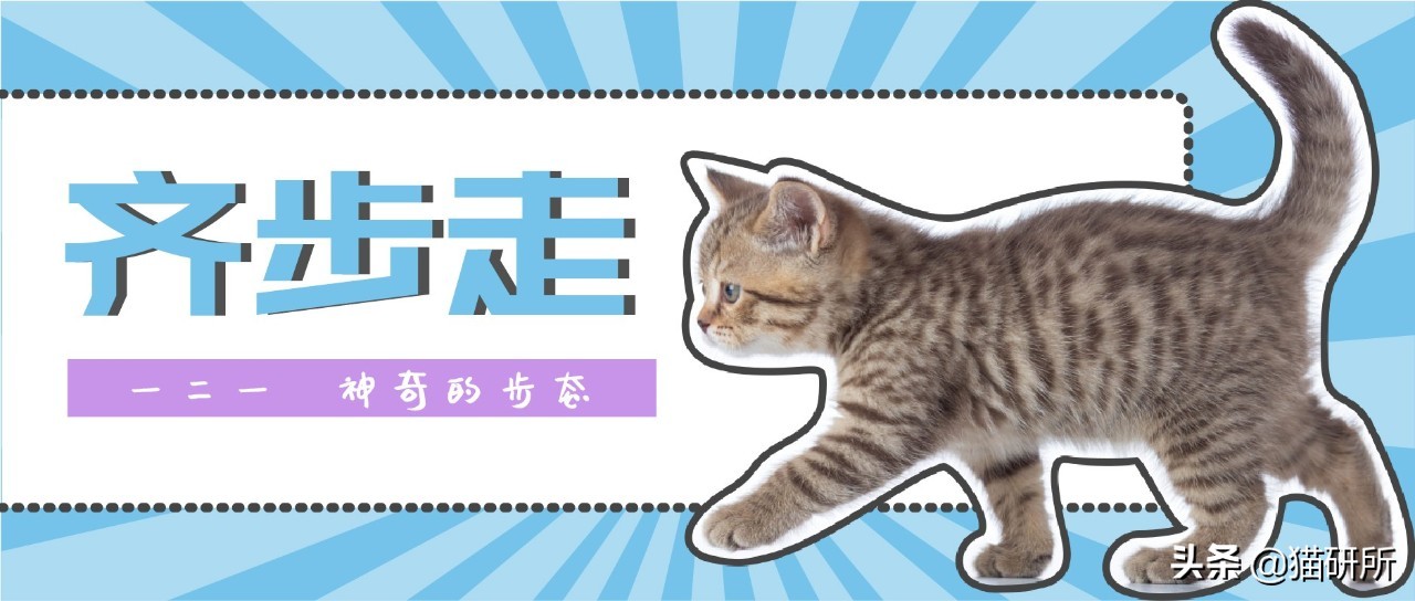 猫步怎么走八字步,猫步的基本动作图片