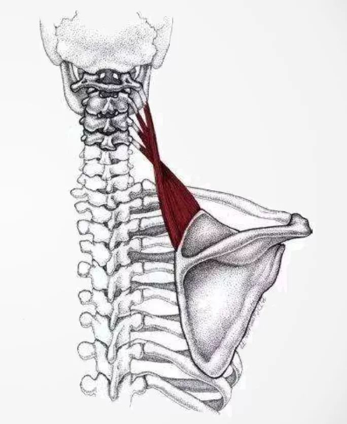 脖子疼用不上劲怎么回事,脖子痛得不能动怎么回事