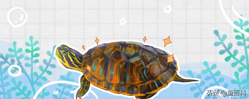 火焰龟好养还是巴西龟好养,火焰龟怎么养会变红