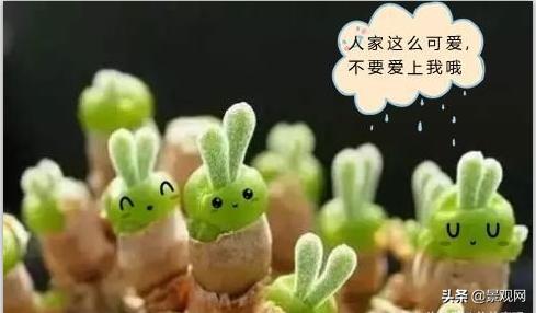 长有兔子耳朵的多肉好养,多肉兔耳朵能长多高