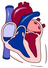 我们是怎么动起来的,心动的人的心脏是怎么跳动的