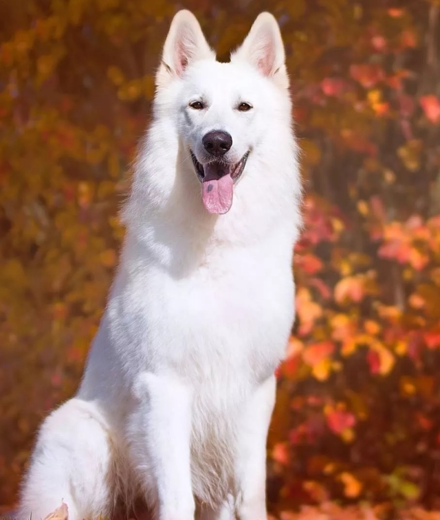 德国牧羊犬白色,白色德国牧羊犬多少钱